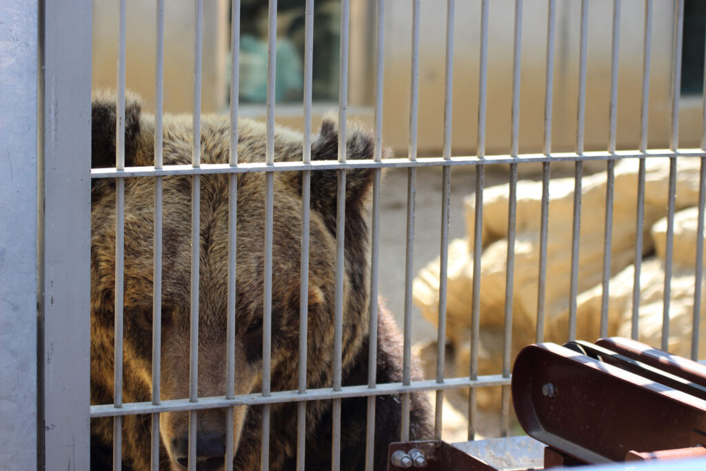 東武動物公園の動物達