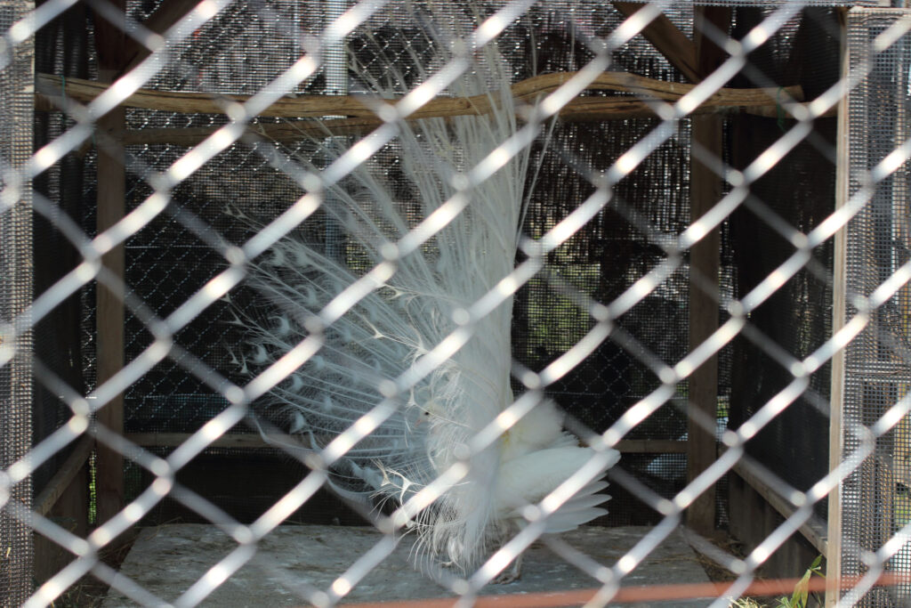 東武動物公園の動物達