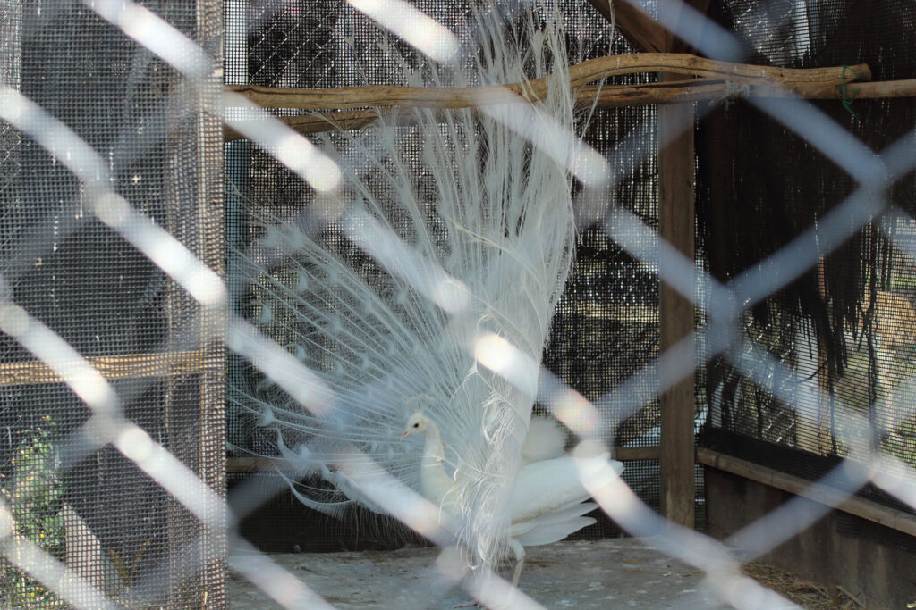 東武動物公園の動物達