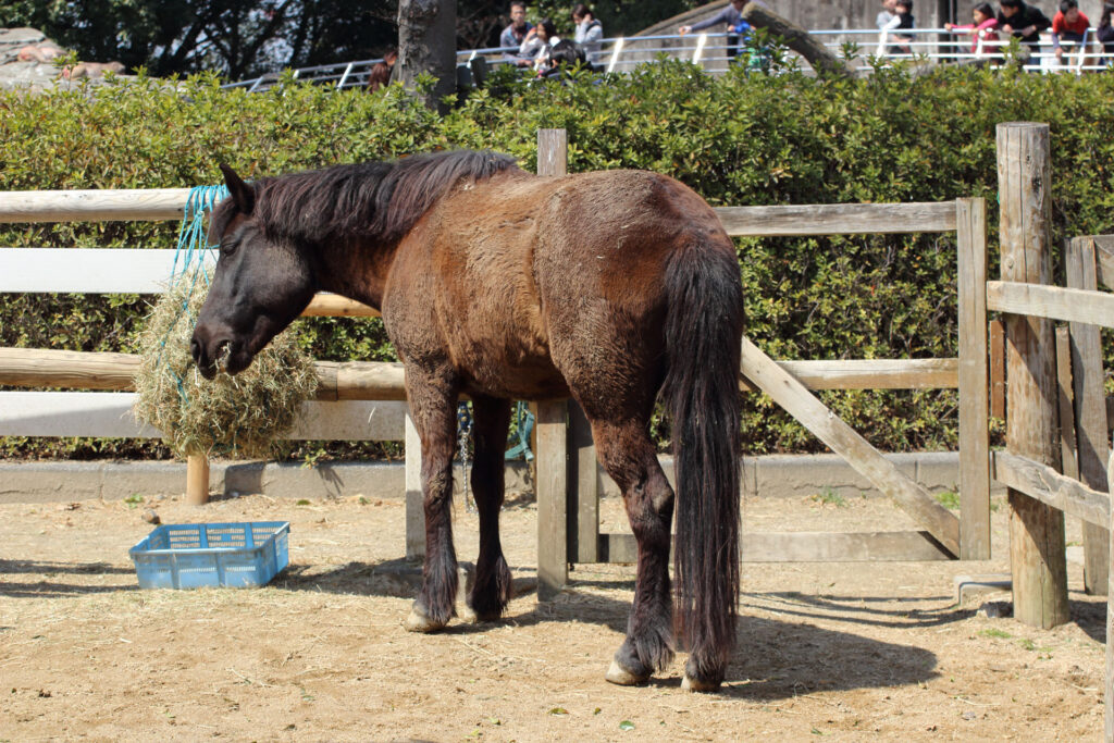 東武動物公園の動物達