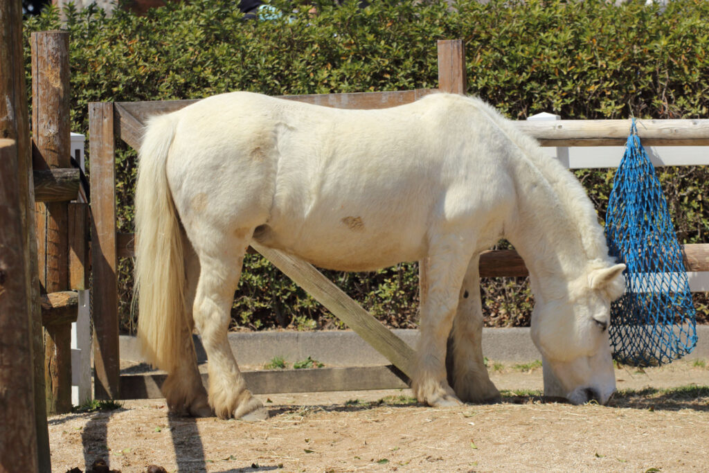 東武動物公園の動物達