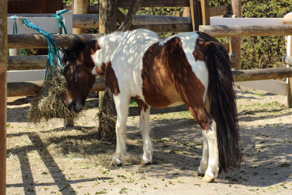 東武動物公園の動物達