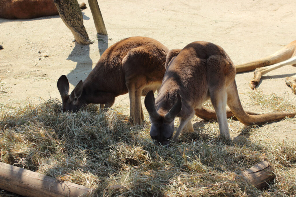 東武動物公園の動物達