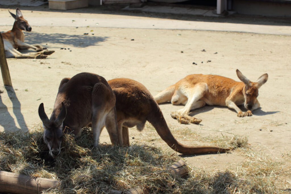 東武動物公園の動物達