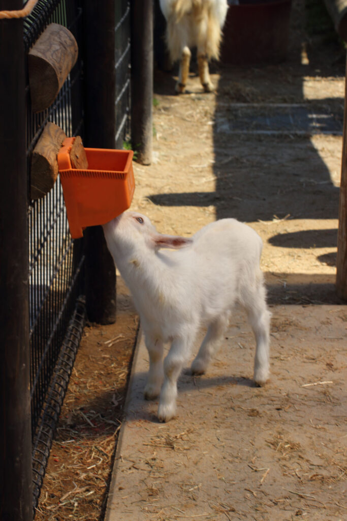 東武動物公園の動物達