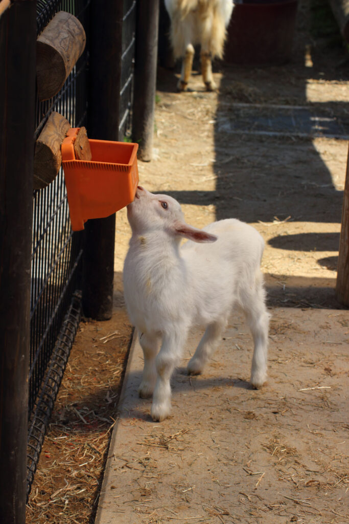 東武動物公園の動物達