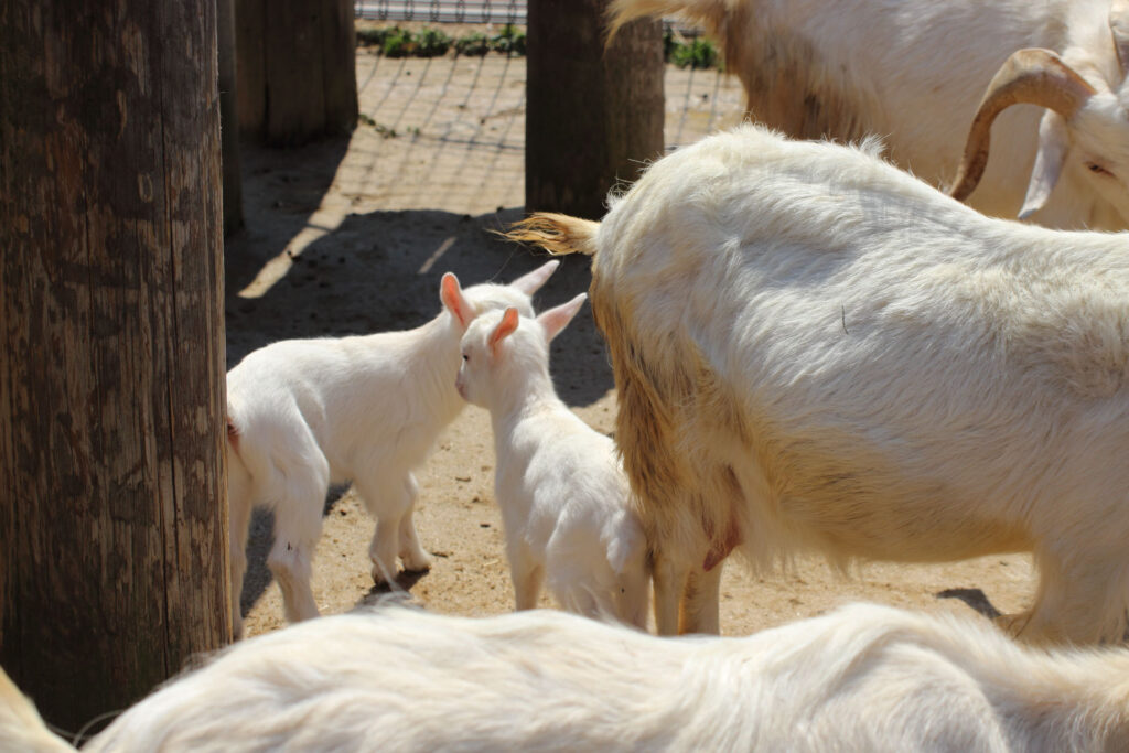東武動物公園の動物達