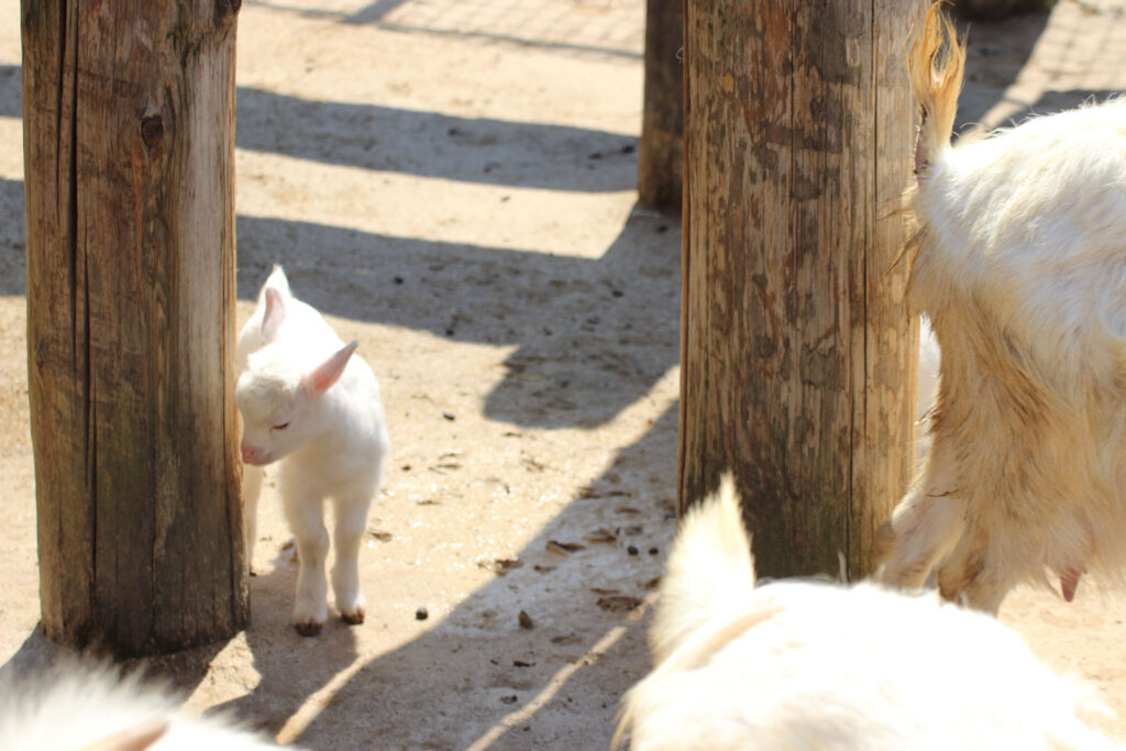 東武動物公園の動物達