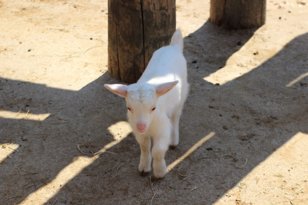 東武動物公園の動物達