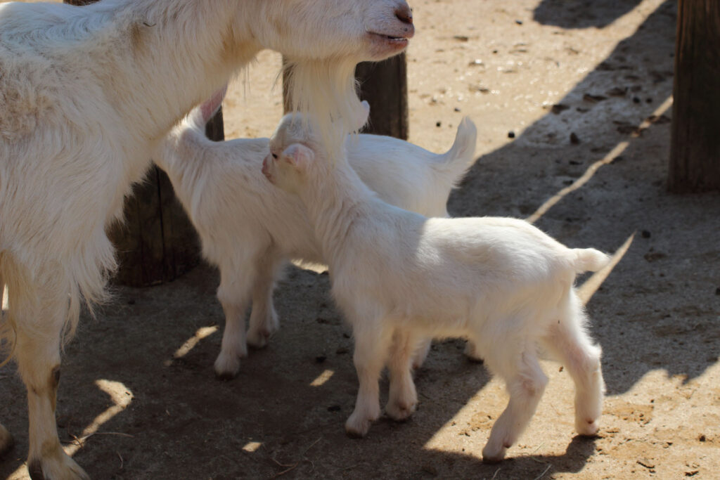 東武動物公園の動物達