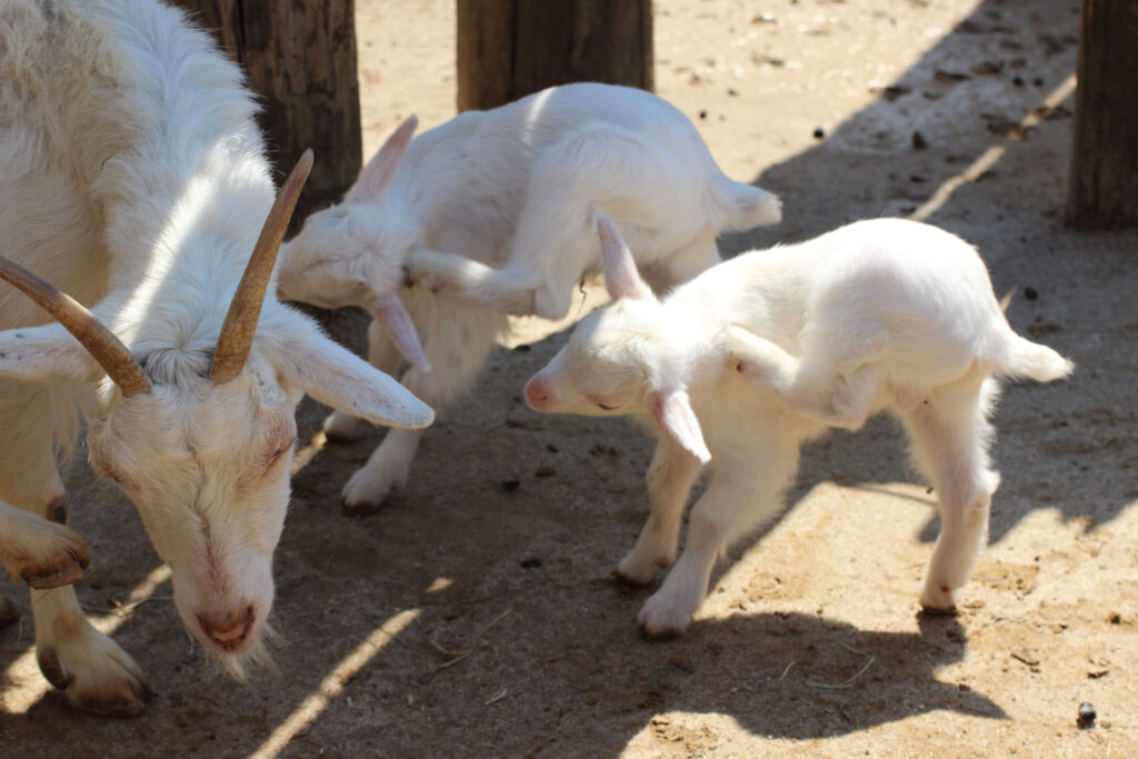東武動物公園の動物達