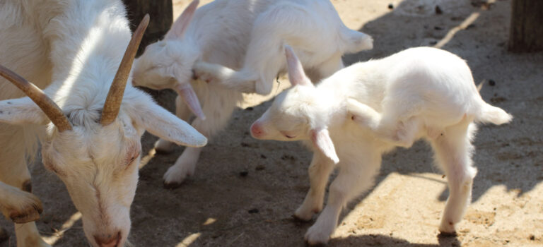 東武動物公園の動物達【2017-2】
