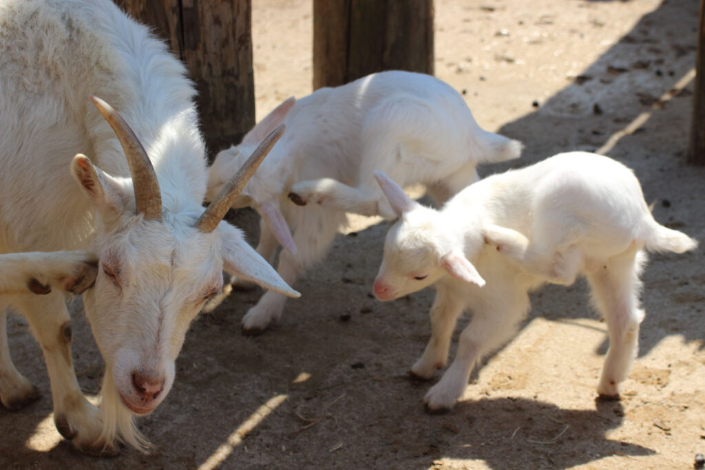 東武動物公園の動物達