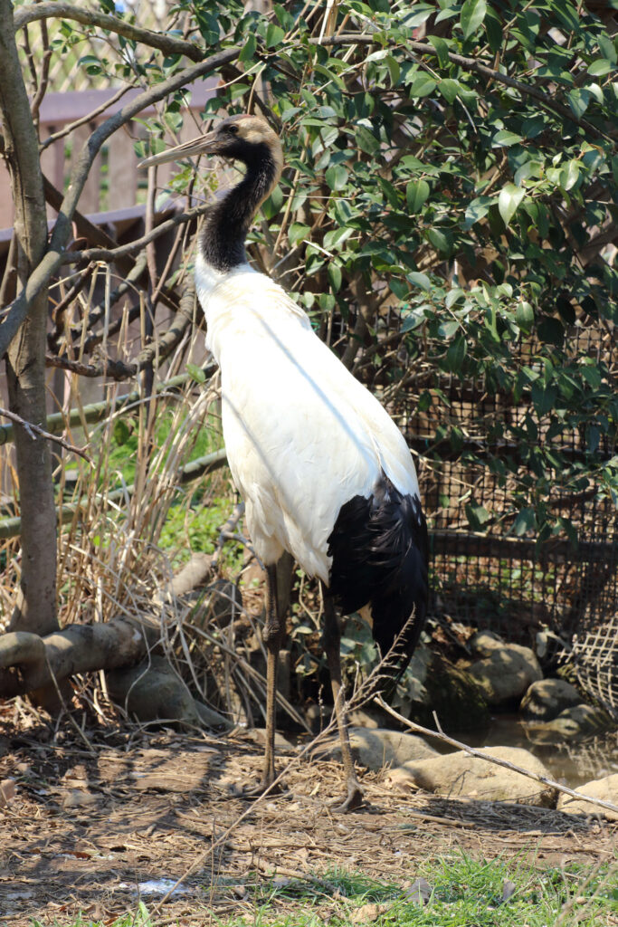 東武動物公園の動物達