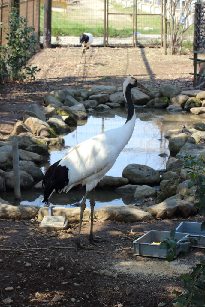 東武動物公園の動物達