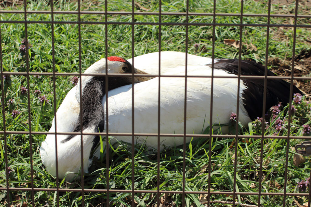 東武動物公園の動物達