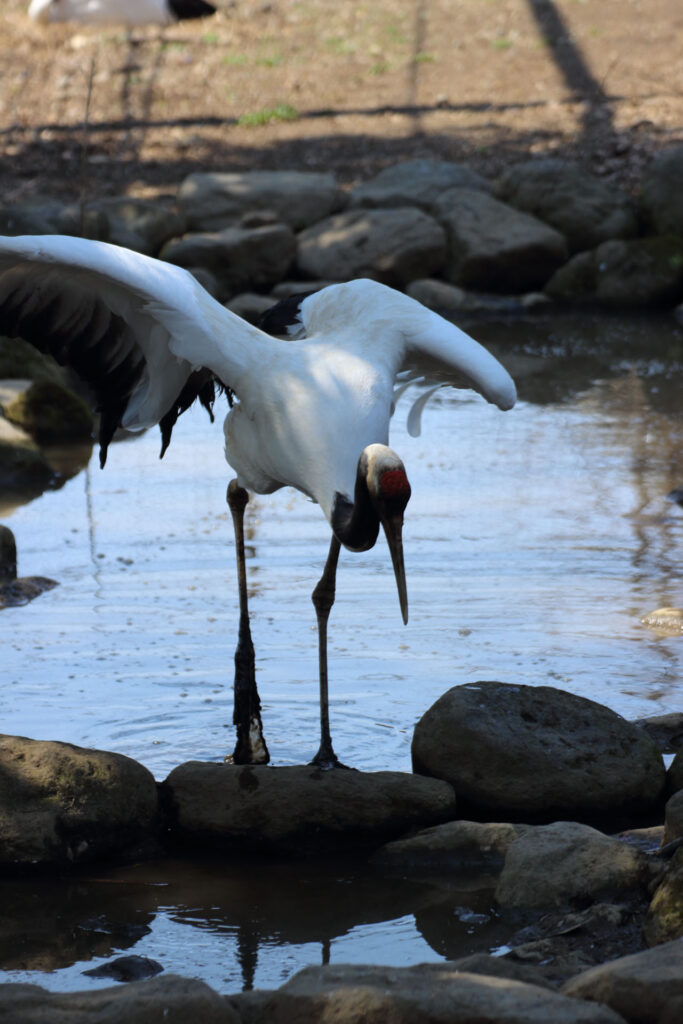 東武動物公園の動物達