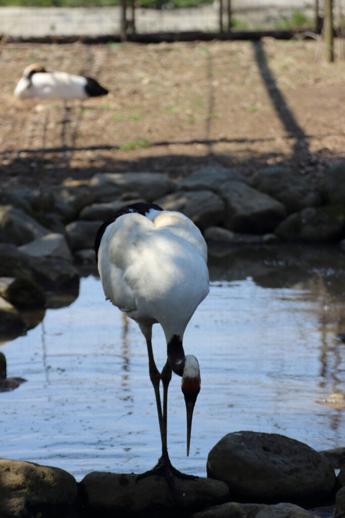 東武動物公園の動物達