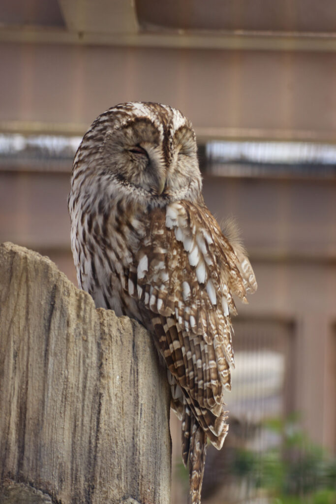 東武動物公園の動物達