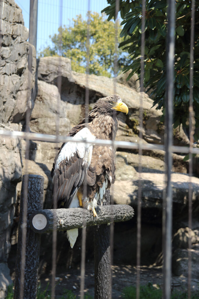 東武動物公園の動物達
