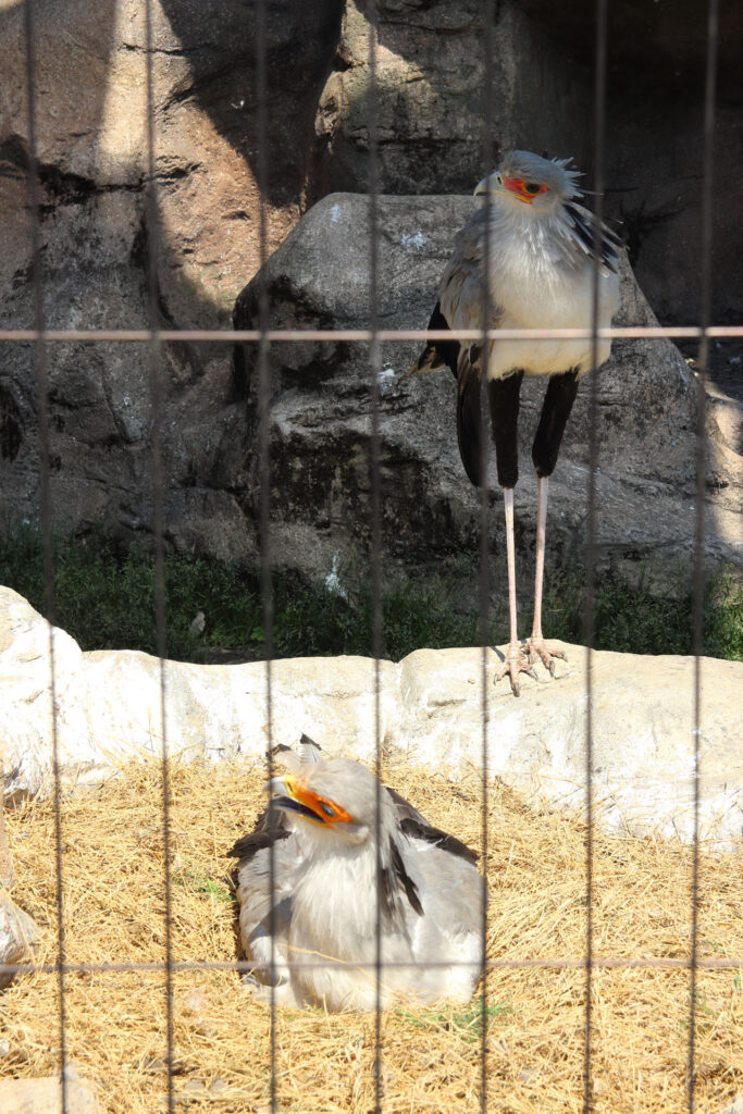 東武動物公園の動物達