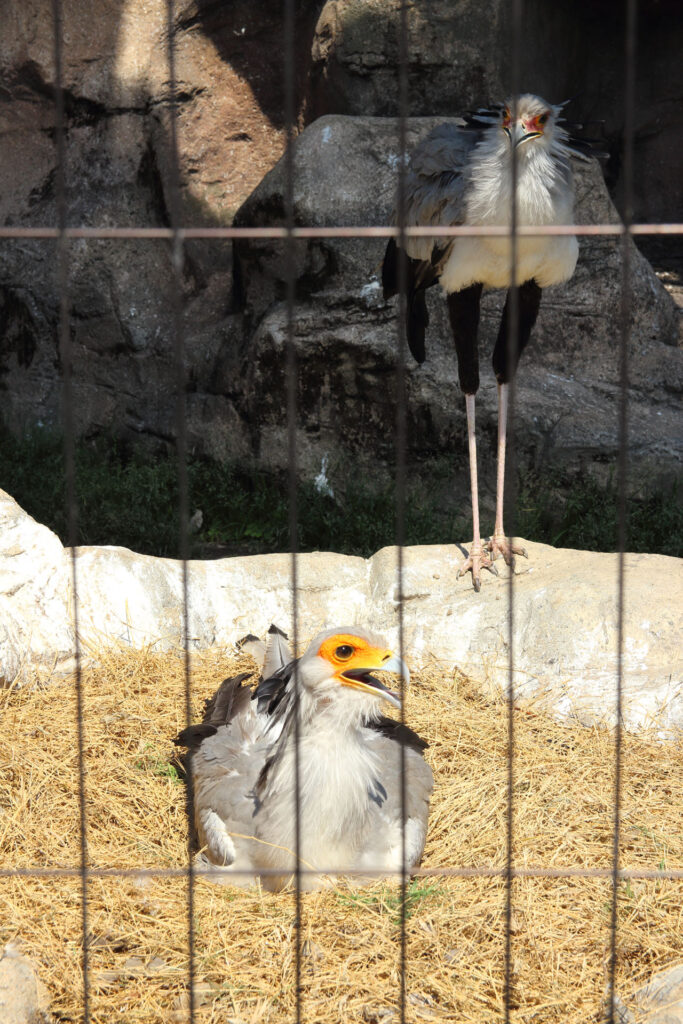 東武動物公園の動物達