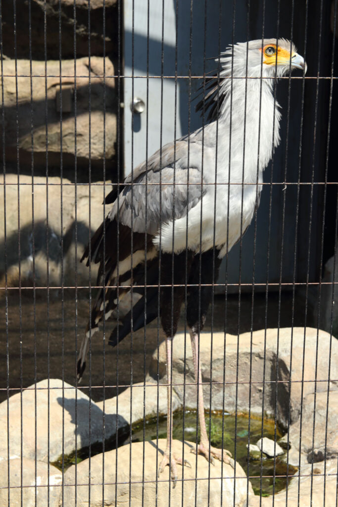 東武動物公園の動物達