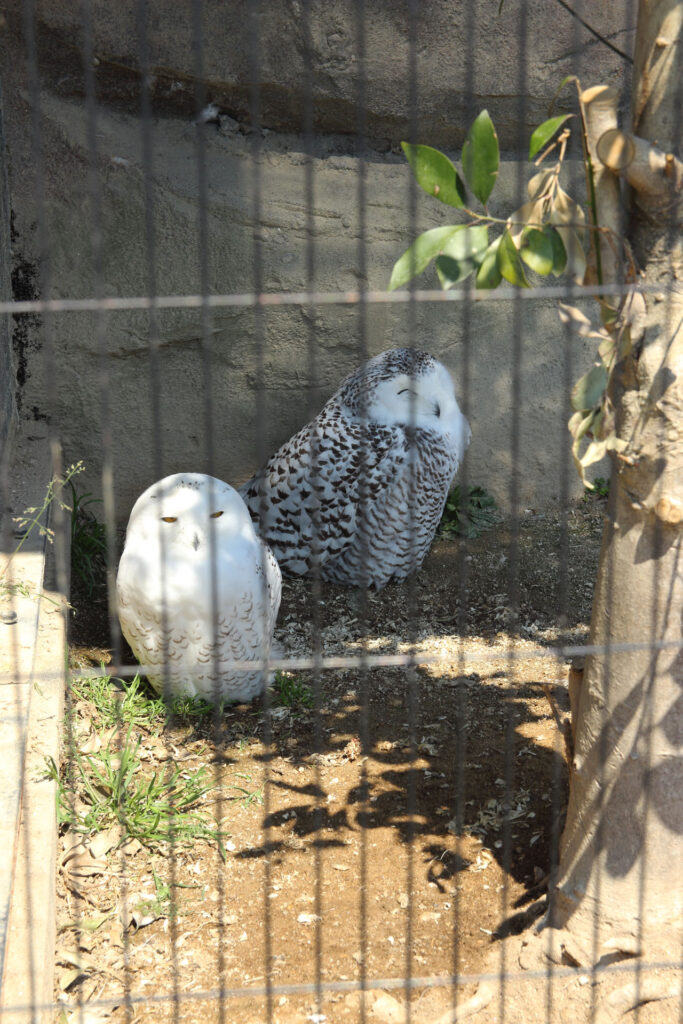 東武動物公園の動物達