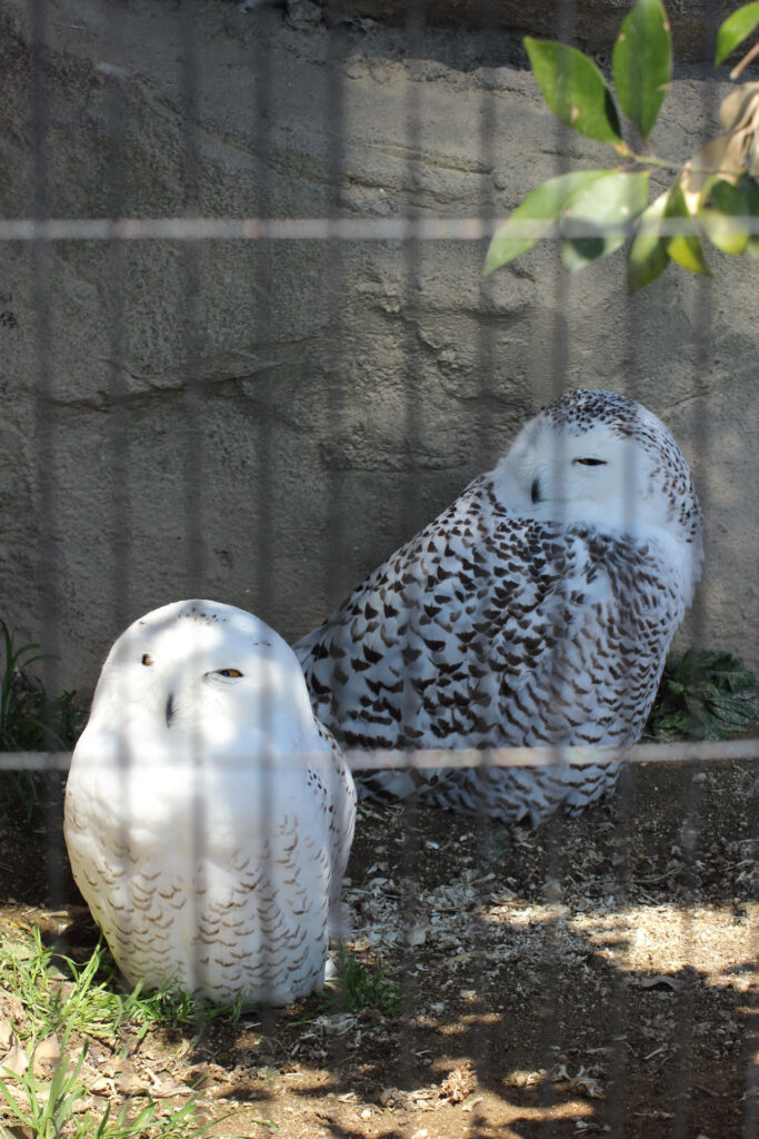 東武動物公園の動物達