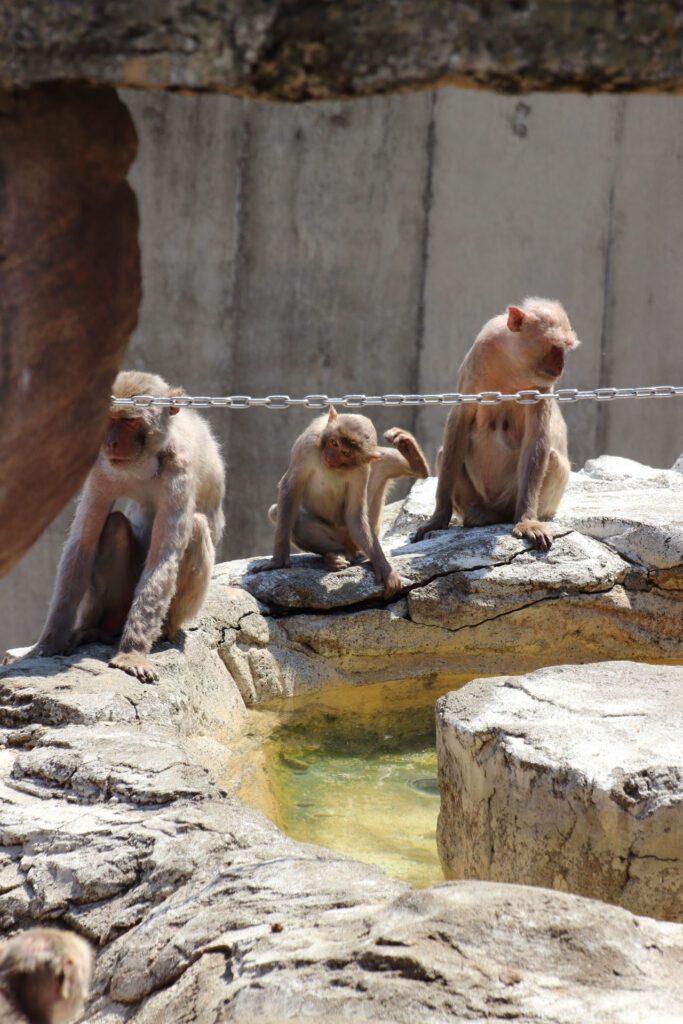 東武動物公園の動物達