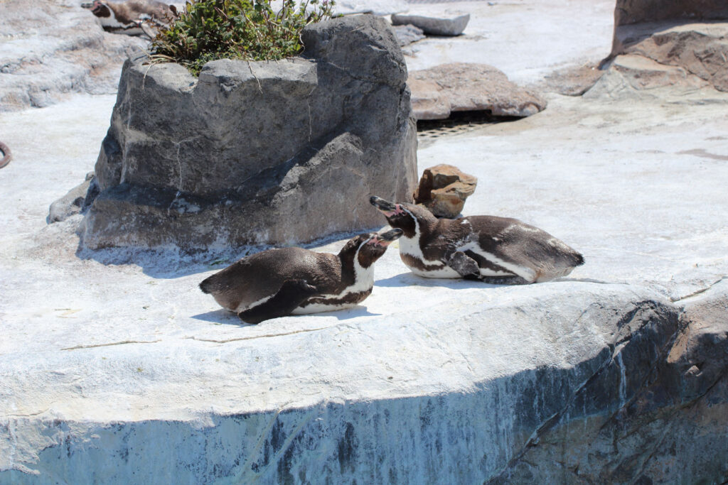 東武動物公園の動物達
