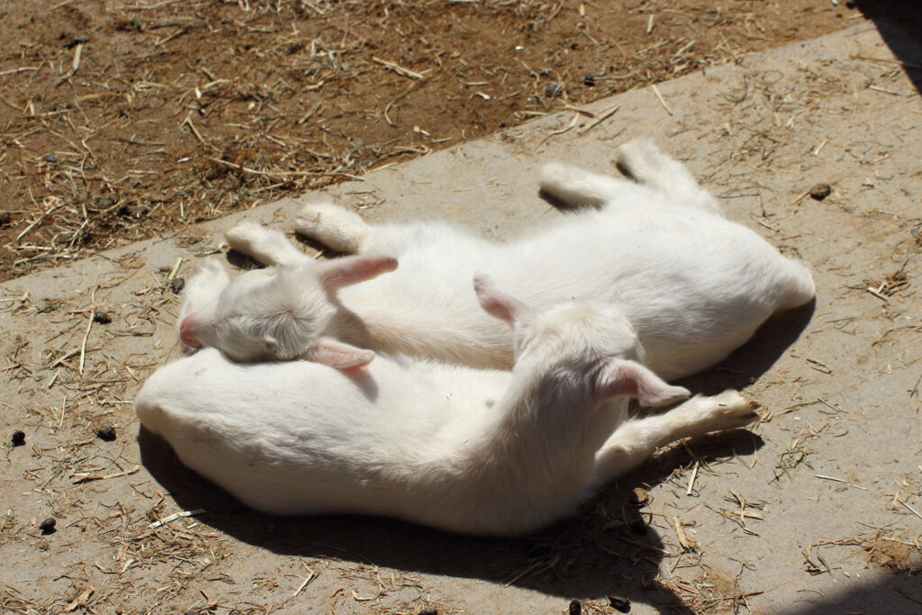 東武動物公園の動物達