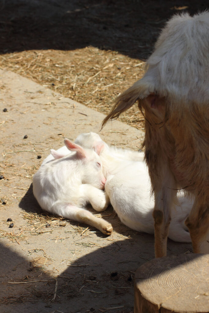 東武動物公園の動物達