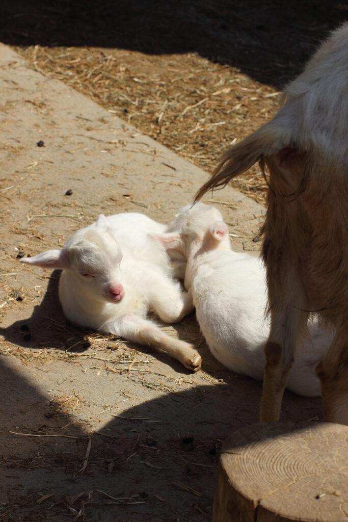東武動物公園の動物達