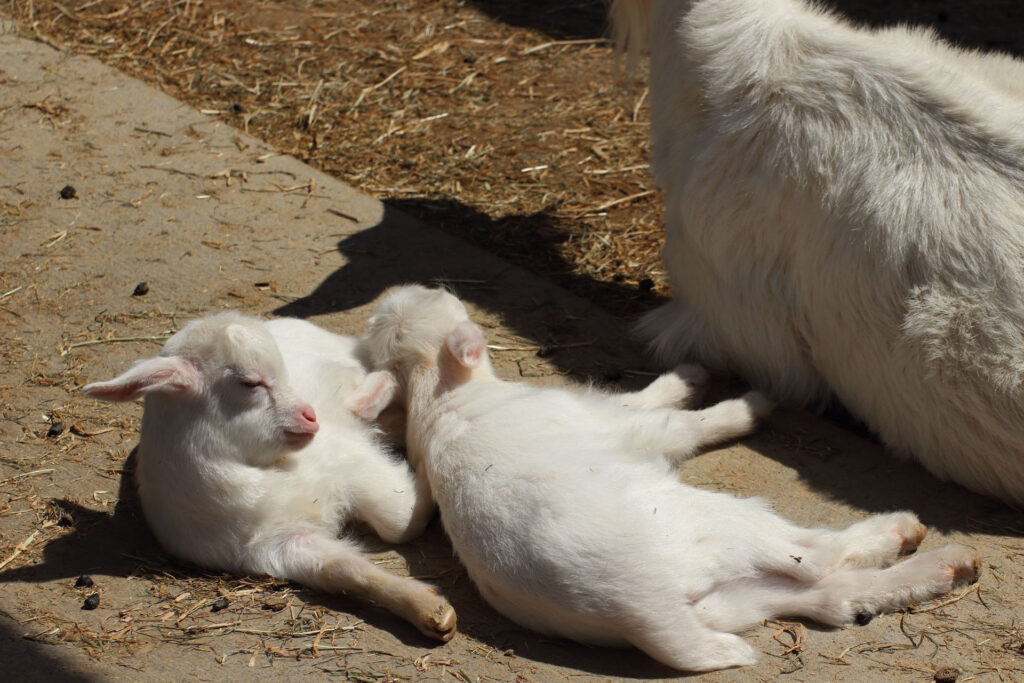 東武動物公園の動物達
