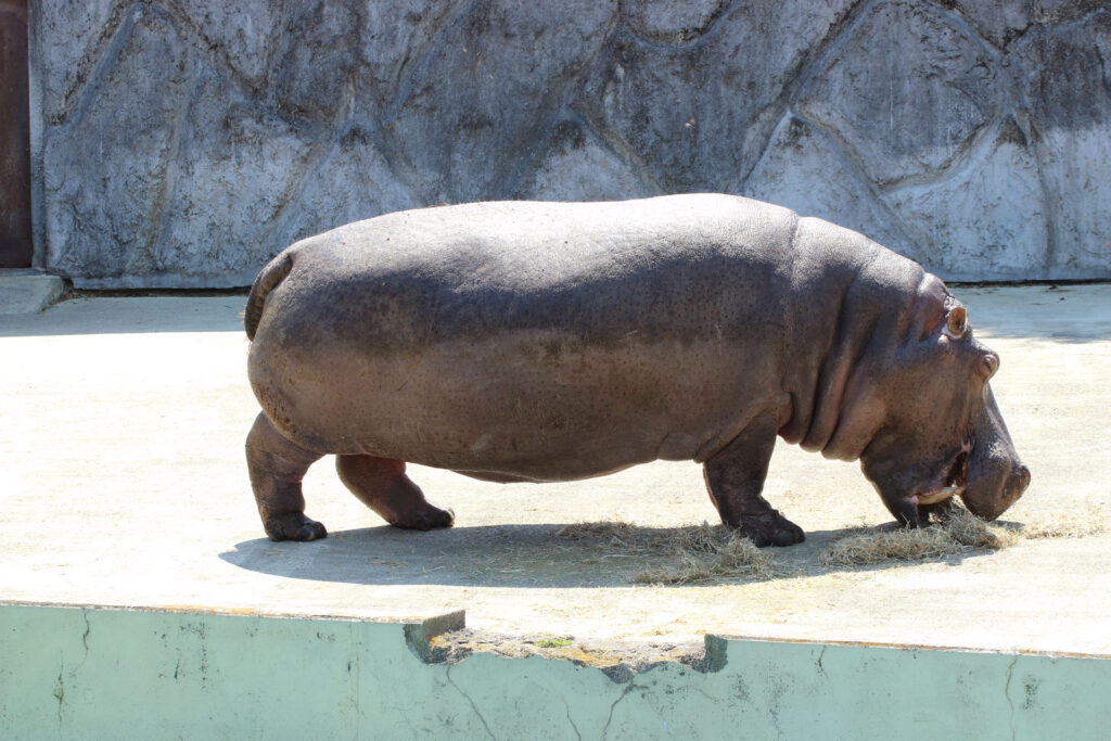 東武動物公園の動物達