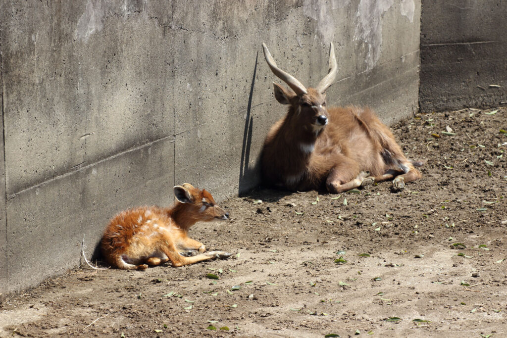 東武動物公園の動物達