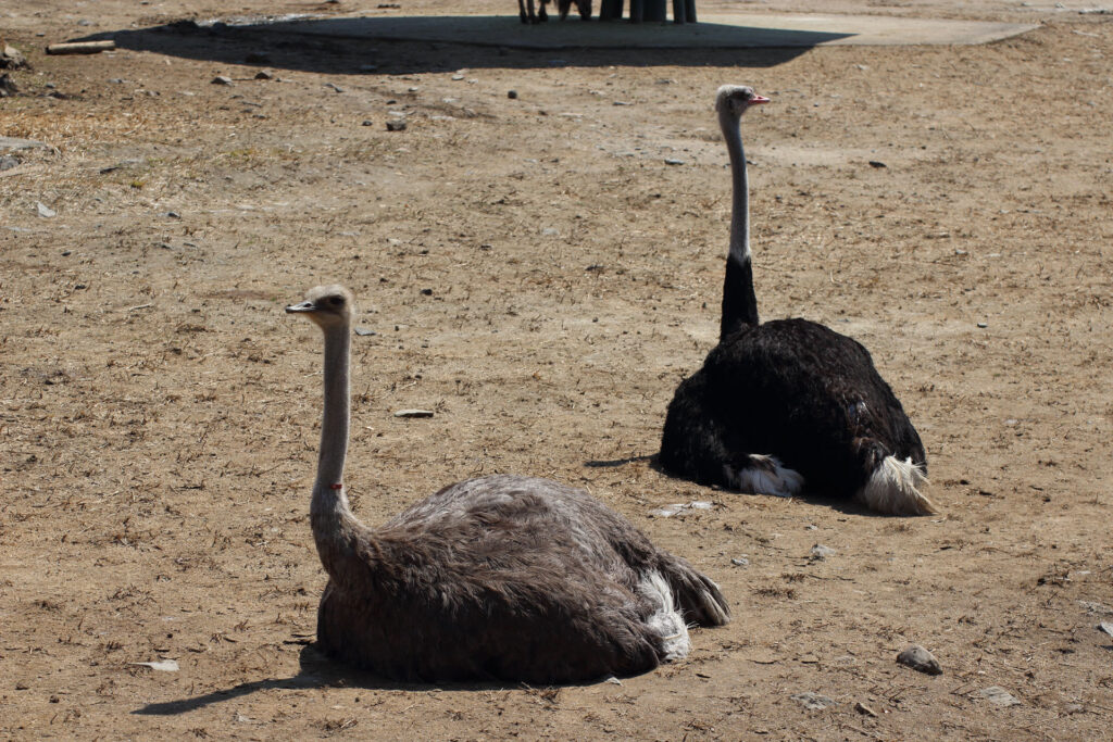 東武動物公園の動物達