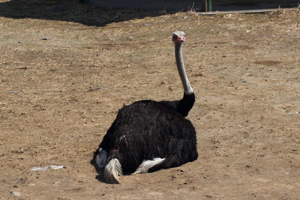 東武動物公園の動物達
