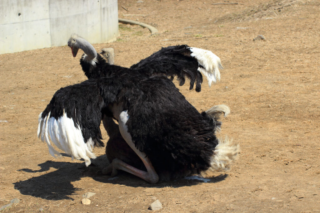 東武動物公園の動物達