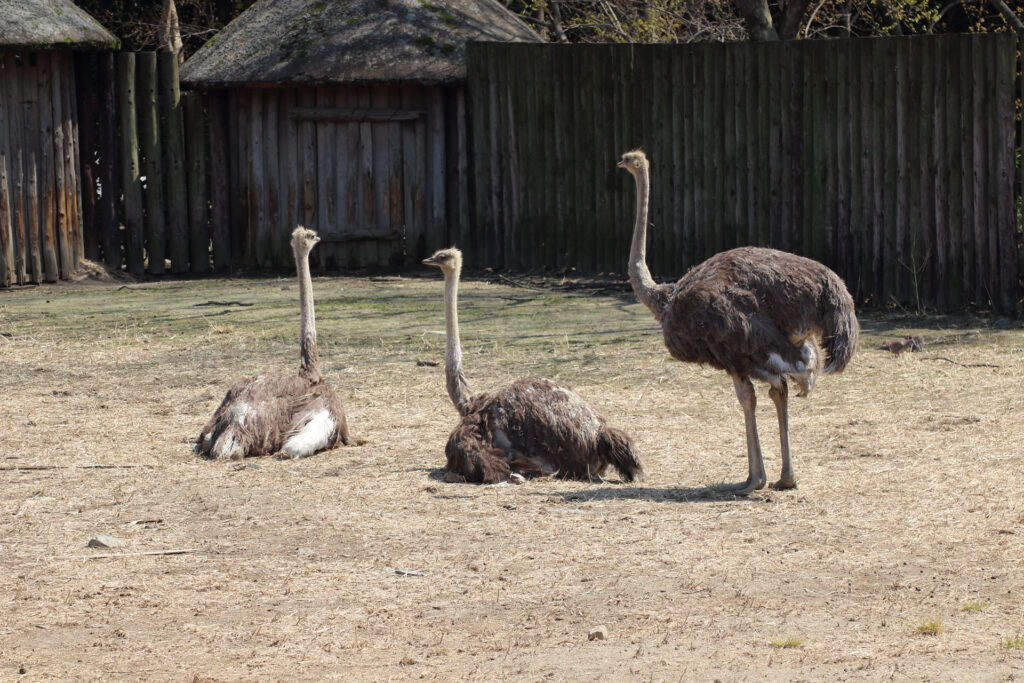 東武動物公園の動物達