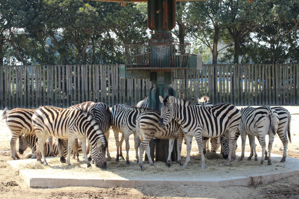 東武動物公園の動物達