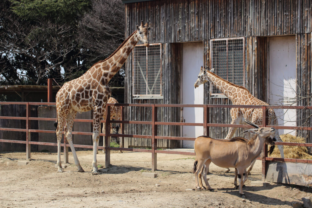 東武動物公園の動物達