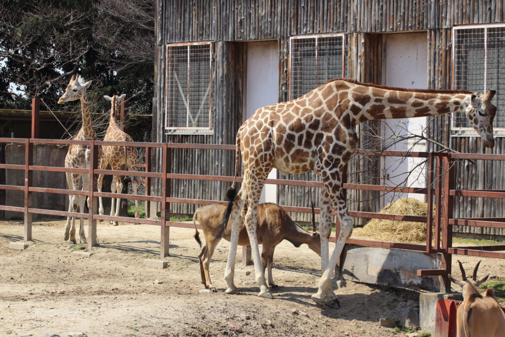 東武動物公園の動物達