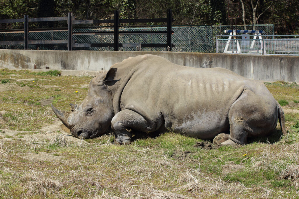 東武動物公園の動物達