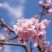 駅前の河津桜（満開）