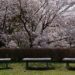 【資料集め】みさと・水元公園2021【Sony】